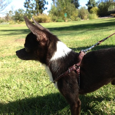 Reflective step-in harness for small dogs (rogz brand)