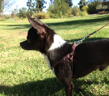 reflective step-in harness for small dogs (Rogz brand)