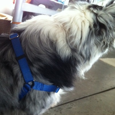 Harness for medium-sized dogs (sense-ation® brand)