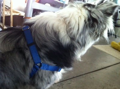 Harness for medium-sized dogs (sense-ation® brand)
