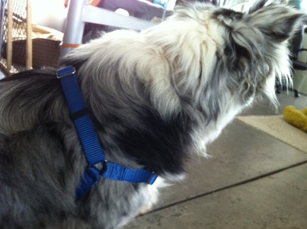harness for medium-sized dogs (SENSE-ation® brand)