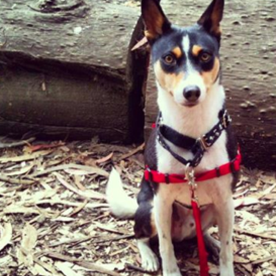 Harness for small dogs (sense-ation® brand)