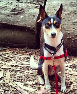 Harness for small dogs (sense-ation® brand)