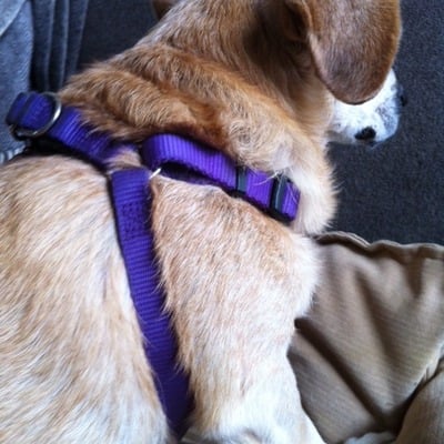 Reflective step-in harness for small/medium sized dogs (rogz brand)