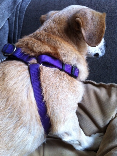 reflective step-in harness for small/medium sized dogs (Rogz brand)