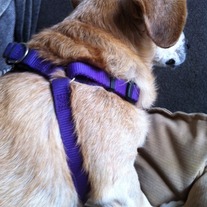 reflective step-in harness for small/medium sized dogs (Rogz brand)