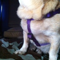 reflective step-in harness for small/medium sized dogs (Rogz brand) - Thumbnail 2