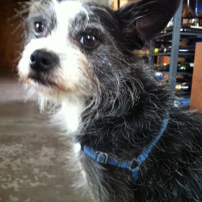 Harness for x-small dogs (sense-ation® brand)