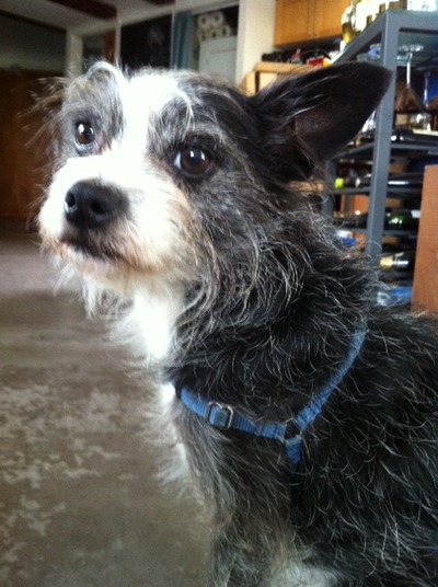 Harness for x-small dogs (sense-ation® brand)