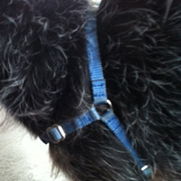 harness for x-small dogs (SENSE-ation® brand) - Thumbnail 4