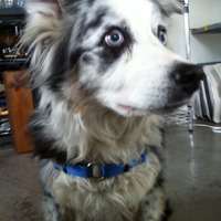 harness for medium-sized dogs (SENSE-ation® brand) - Thumbnail 3