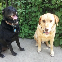 Cool Ties for Dogs - Thumbnail 1