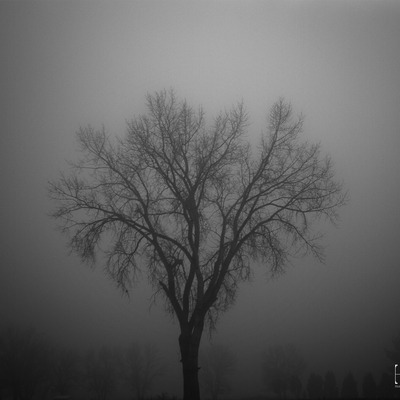 Tree through fog on lustre paper