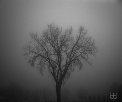 Tree through Fog on Lustre Paper