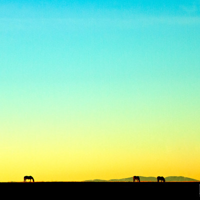 Horses on lustre paper