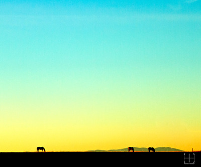 Horses on Lustre Paper