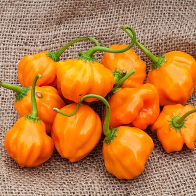Aji dulce orange heirloom pepper premium seed packet