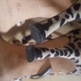 MANOLO BLAHNIK Animal Print Pumps-4