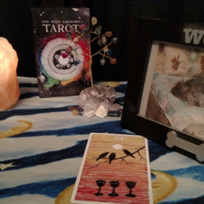 The person my pet thinks i am - Thumbnail 4