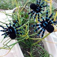 Daring Jumping Spider barrette - Thumbnail 3