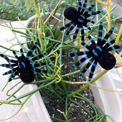 Daring jumping spider barrette