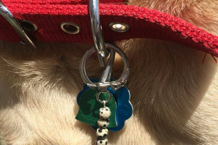Pet Collar Charms