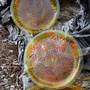 Flower Of Life Platters; Set of 3-2