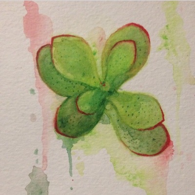 Teeny jade succulent 