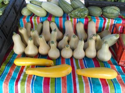 Organic squash