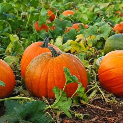 Organic pumpkin