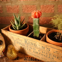 Vintage Cheese Box Planter Set - Thumbnail 2
