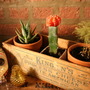 Vintage Cheese Box Planter Set-2