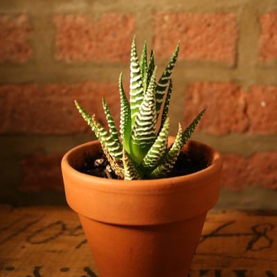 2" pot with cactus/succulent