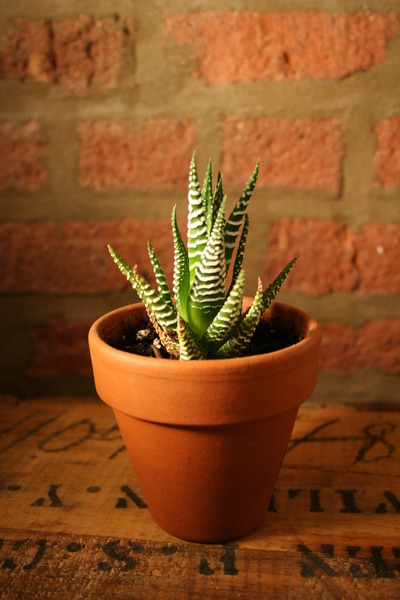 2" Pot With Cactus/Succulent