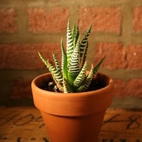 2" Pot With Cactus/Succulent