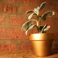 2" Pot With Cactus/Succulent - Thumbnail 1