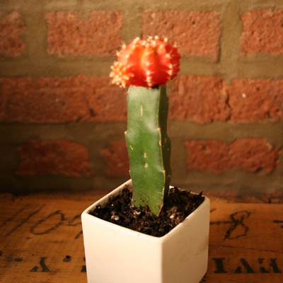 Porcelain 2" cactus pot