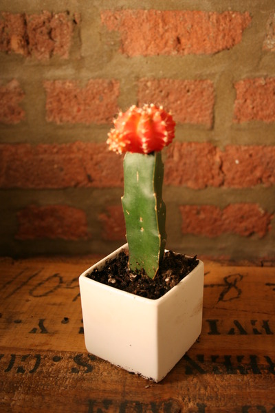 Porcelain 2" Cactus Pot