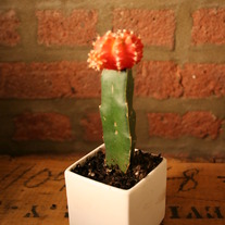Porcelain 2" Cactus Pot
