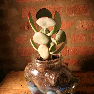 Large glass pig planter