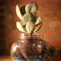 Large Glass Pig Planter - Thumbnail 2