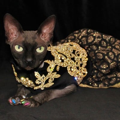 Diva dress- house of swag