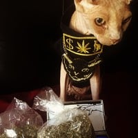 Pussy Money Weed - Upcycled - Thumbnail 1