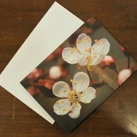 "First Cherry Blossoms" art card by Photographer Viola Ware - Thumbnail 1