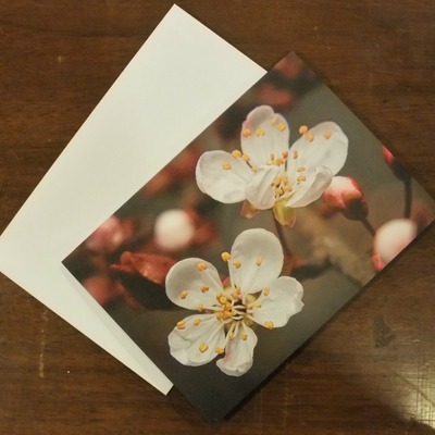 "first cherry blossoms" art card by photographer viola ware