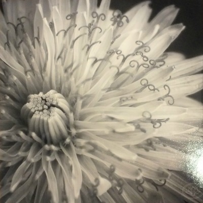 "dandy lion" original photograph by viola ware, 5x5