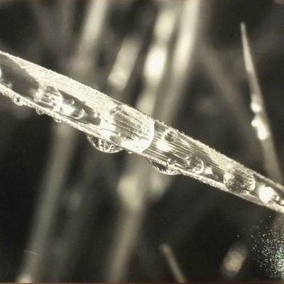 "in a blade of grass" original photograph by viola ware, 10x8