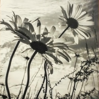"lake anderson daisies" original photograph on standout frame by viola ware, 8x10