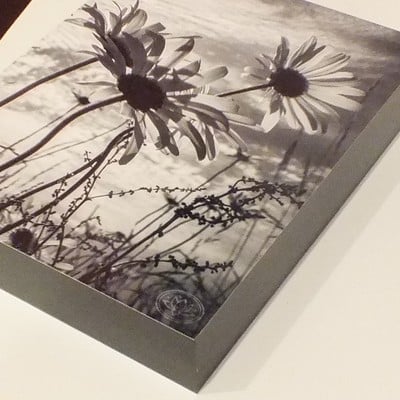 "lake anderson daisies" original photograph on standout frame by viola ware, 8x10