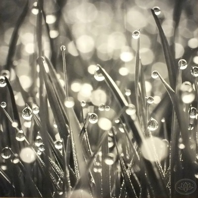 "dewdrops on grass" original photograph on standout frame by viola ware, 10x10